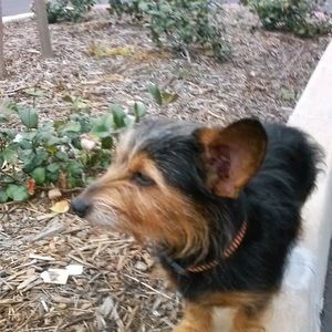 Meet your Posher, Henry